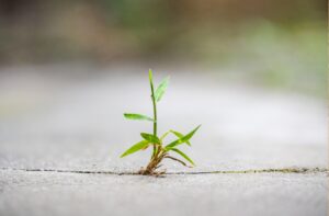 Perseverance - Your Secret Weapon